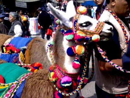 Llamas en Perú