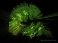 Green leaf