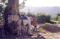 Caballo Viejo