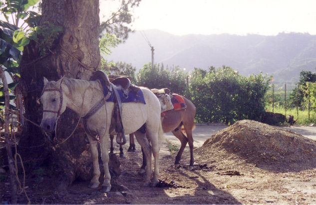 Caballo Viejo 