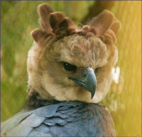 Aguila Harpia