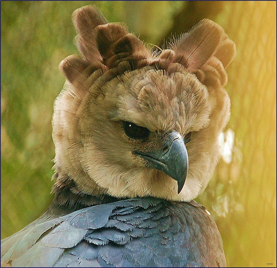 Aguila Harpia 