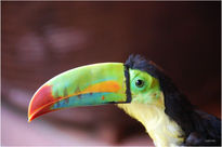 Tucan Pico Arcoiris