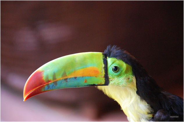 Tucan Pico Arcoiris 