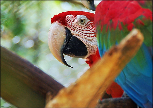 Guacamayas Rojas 