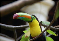 Tucan en arbol