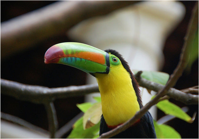 Tucan en arbol 