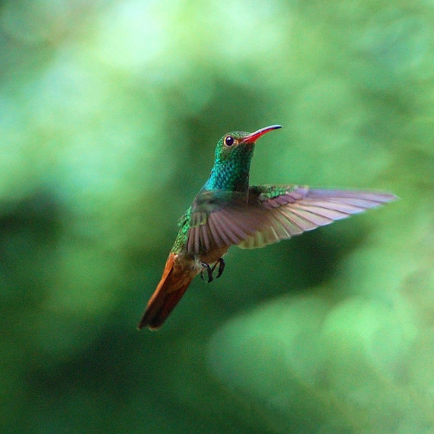 Colibri verde y naranja
