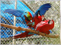 Guacamayas jugando