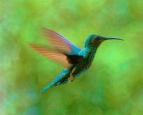 Colibri en vuelo