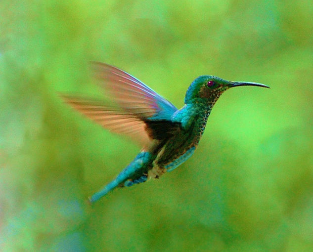 Colibri en vuelo 