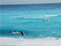 Gaviotas en mar...