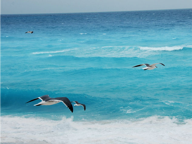 Gaviotas en mar celeste 