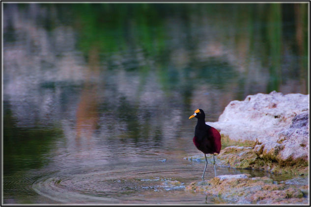 Pescando en la orilla 