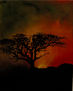 AFRICA