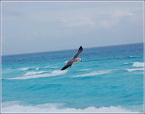 Gaviota solitaria