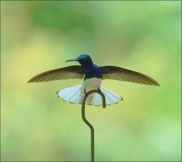 Colibri llegando 