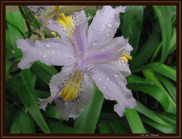 Gotas de Rocio 