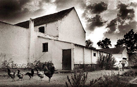 Gallinas de José Fotoperiodismo y documental Blanco y Negro (Química)