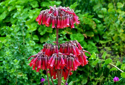 Bells-2