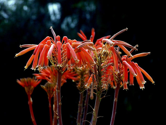 bells-4 Naturaleza Color (Digital)