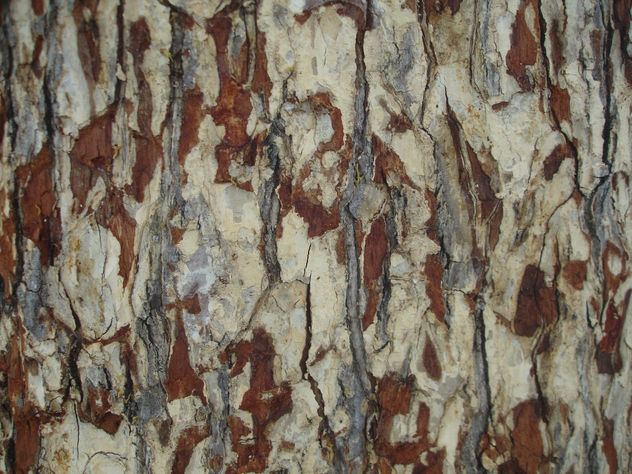 Corteza De Árbol Bugueño