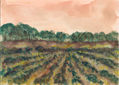 Viñedos y árboles de fondo