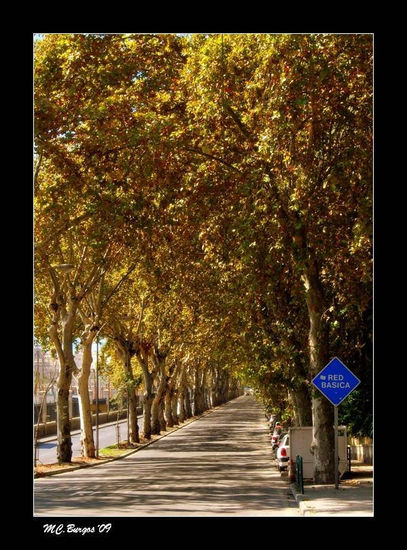 Paseo de Los Curas en Otoño Other Themes Color (Digital)