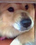 perro austado