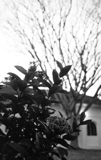 herencia Nature Black and White (Manual)