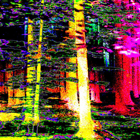 El bosque...