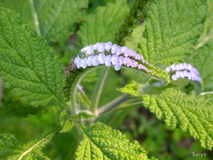 Flores Exoticas