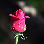 FLORES thumbnail 1