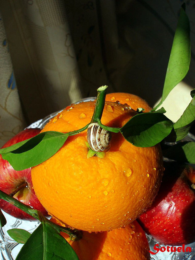 Naranja y caracol col...