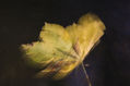 hoja