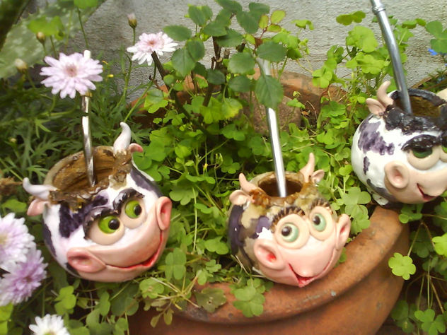 vacas
