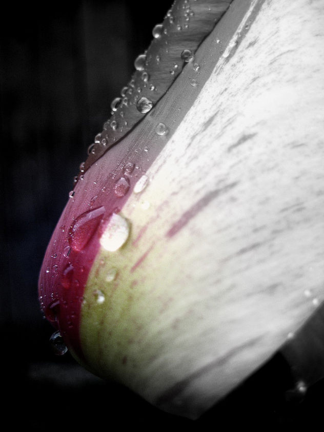gotas