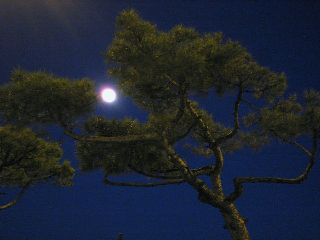 noche
