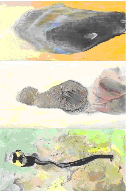 Fondo marino 9