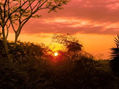 Puesta de sol en la selva