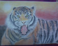 tigre