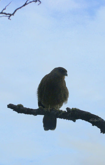 Aguilucho 2 Naturaleza Color (Digital)