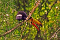 Chaman el tucan