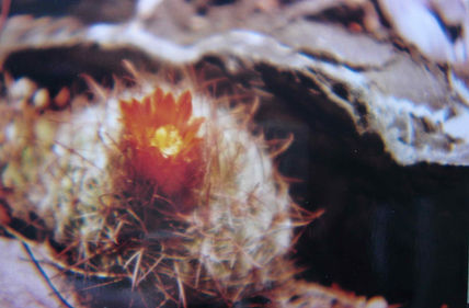 Flor de cardon