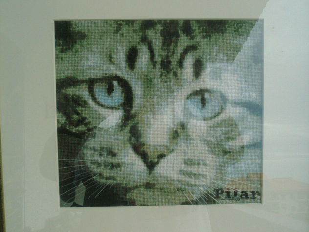 Gato