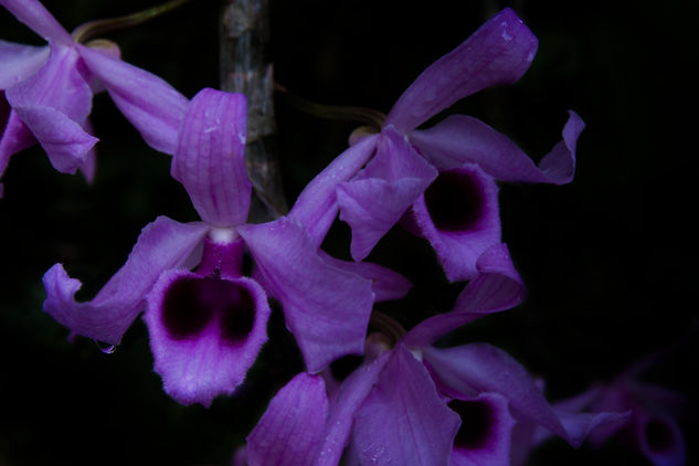 Orquidea 