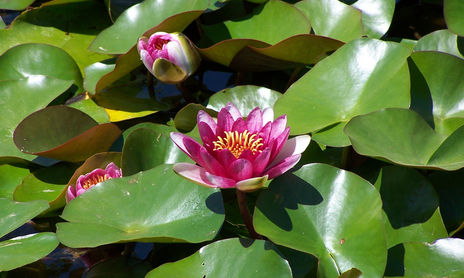 FLORES