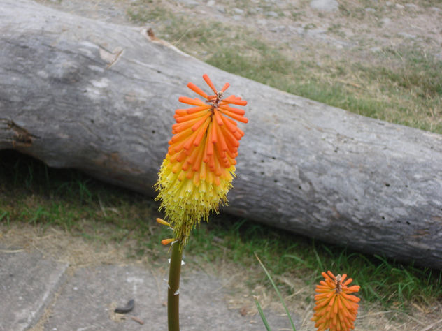 le plant