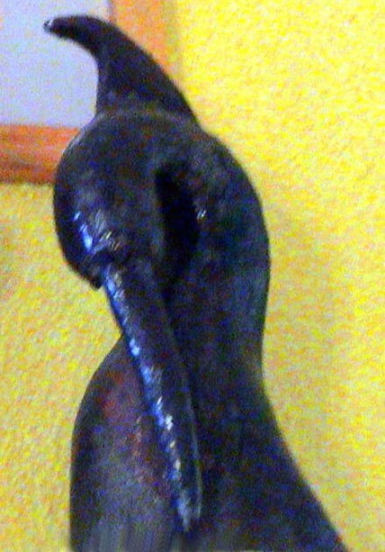 Pajaro 4