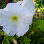 FLORES Y PLANTAS thumbnail 2